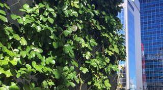 Urban Rooftop Garden in Auckland CBD