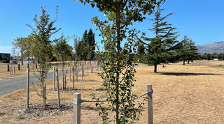 Bromley Cemetery, Bromley, Christchurch