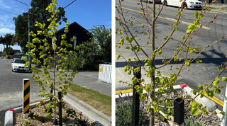 Increase Plant Survival and Cut Costs with TerraCottem Arbor