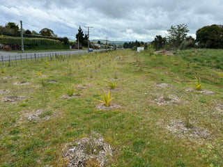 Taupō Native Revegetation: A Smart Solution for Tough Growing Conditions