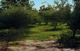 Arbole, Burkina Faso 1992