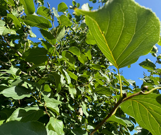 Why Christchurch City Council Chose TerraCottem Arbor
