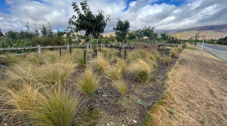 Planting in Central Otago