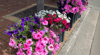 Efficient Watering Solutions for Stunning Floral Displays in Timaru