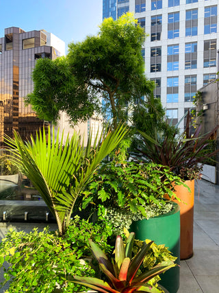 Trees and plants on a Rooftop garden in Auckland CBD