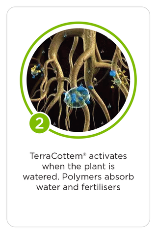 TerraCottem actives when the plant is watered. Polymers absorb water and fertiliser