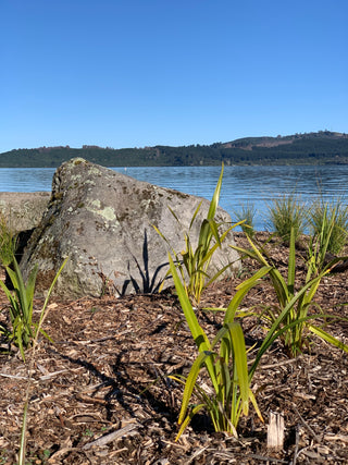 Plants on the bank of Lake Taupo at Recreation Reserve, Taupo